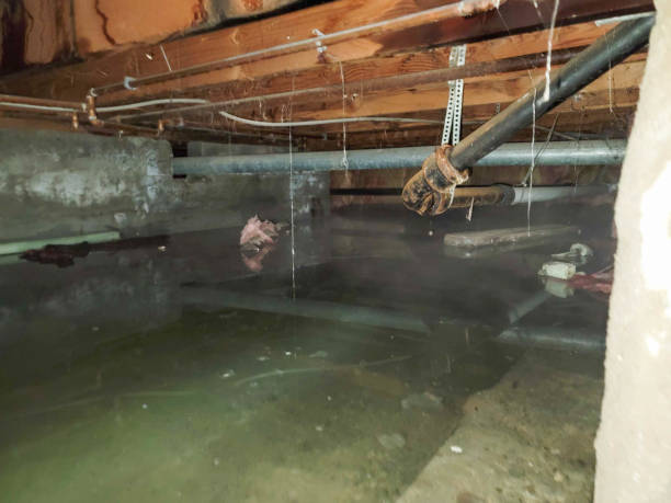 Best Flood restoration services  in Coulee Dam, WA